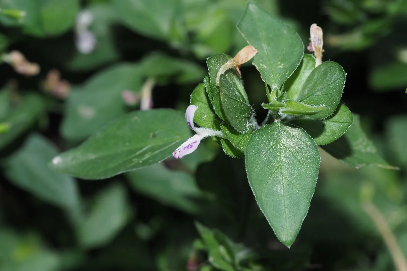 Dicliptera chinensis